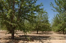 Orchard Managment