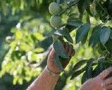California Walnuts